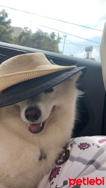 Samoyed, Köpek  Kobe fotoğrafı