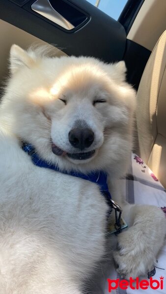 Samoyed, Köpek  Kobe fotoğrafı