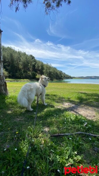 Samoyed, Köpek  Kobe fotoğrafı