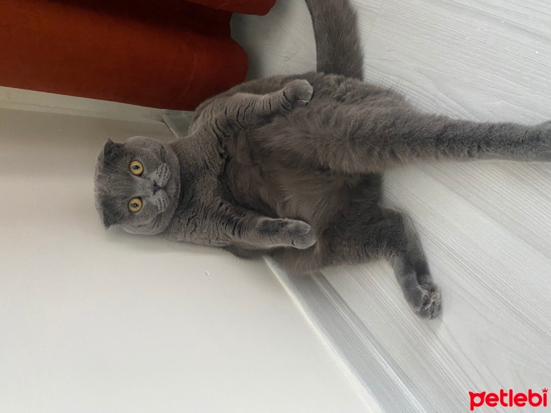 Scottish Fold, Kedi  Mia fotoğrafı