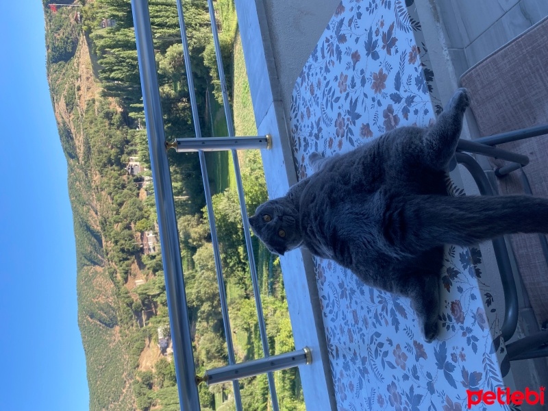 Scottish Fold, Kedi  Mia fotoğrafı