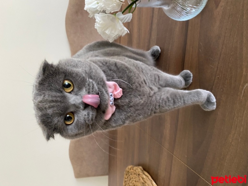 Scottish Fold, Kedi  Mia fotoğrafı