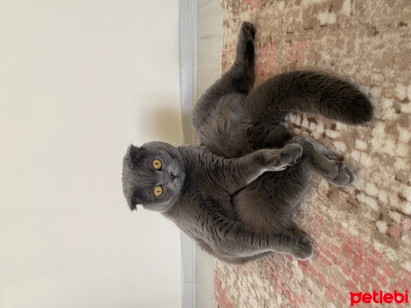 Scottish Fold, Kedi  Mia fotoğrafı