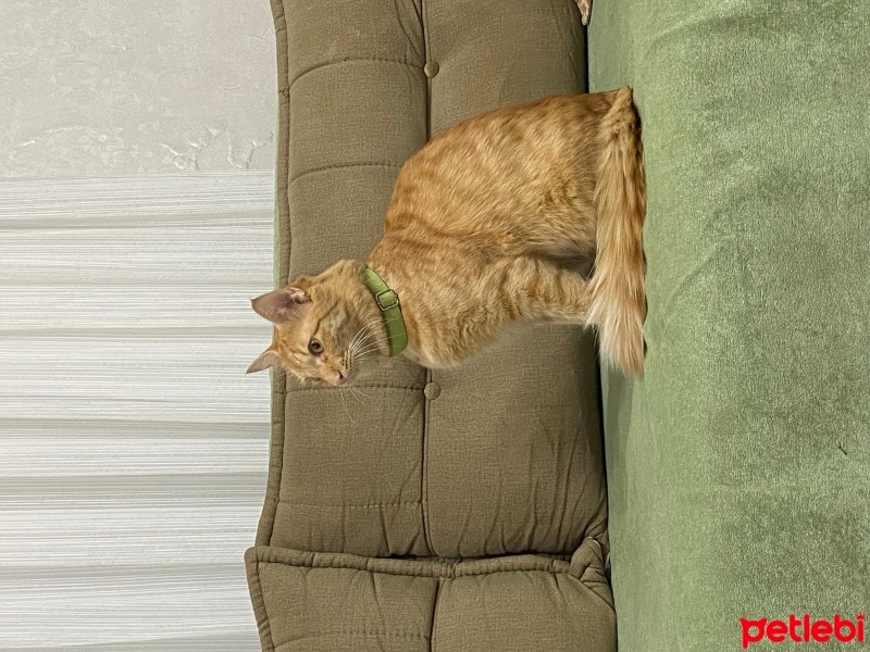 Sarman, Kedi  Limon fotoğrafı