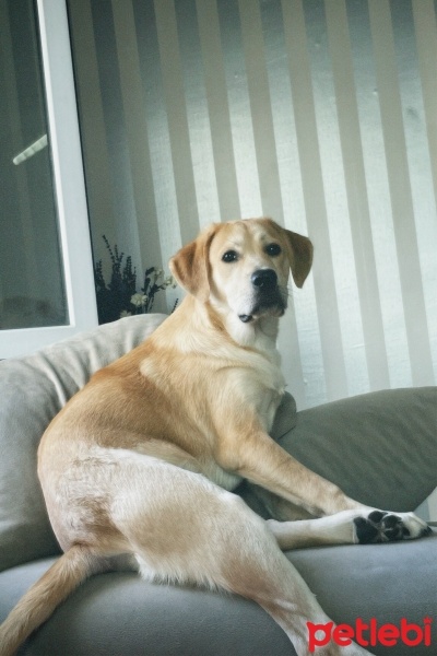 Golden Retriever, Köpek  Pablo fotoğrafı