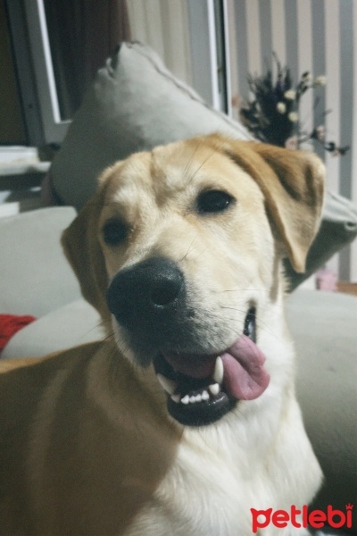 Golden Retriever, Köpek  Pablo fotoğrafı