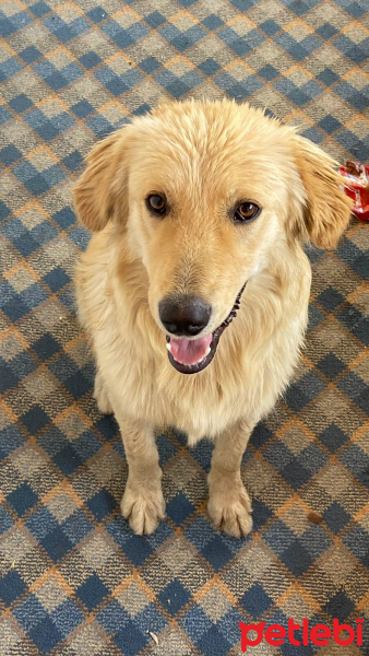 Golden Retriever, Köpek  Dobby fotoğrafı