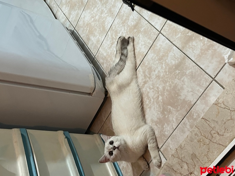 British Shorthair, Kedi  Latte fotoğrafı