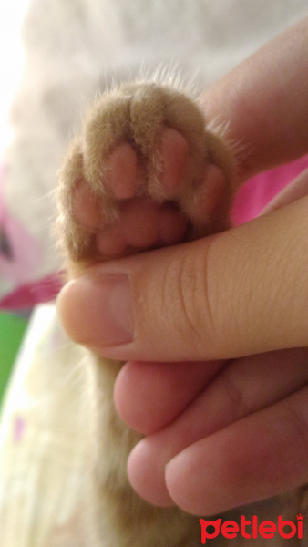 Tekir Kedi, Kedi  seftali fotoğrafı