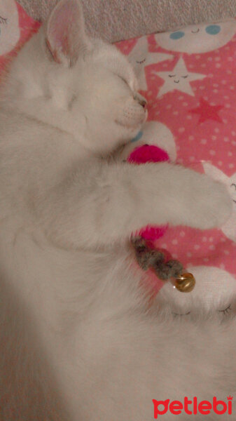 Scottish Fold, Kedi  LİLİTH fotoğrafı