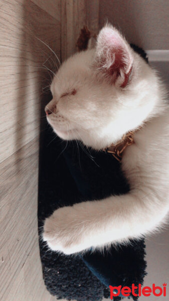 Scottish Fold, Kedi  LİLİTH fotoğrafı