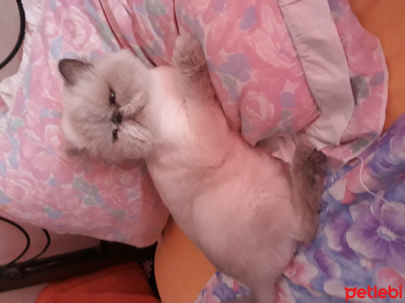 İran Kedisi (Persian), Kedi  Bufi fotoğrafı