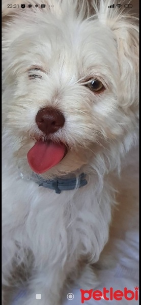 Maltese, Köpek  Betty fotoğrafı