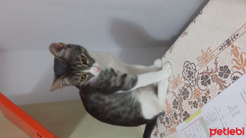 Tekir Kedi, Kedi  Erik fotoğrafı