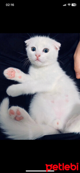 Scottish Fold, Kedi  Sütlaç fotoğrafı