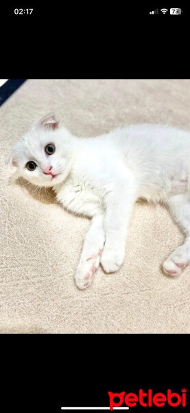 Scottish Fold, Kedi  Sütlaç fotoğrafı