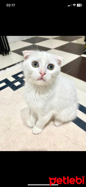 Scottish Fold, Kedi  Sütlaç fotoğrafı