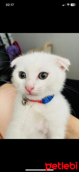 Scottish Fold, Kedi  Sütlaç fotoğrafı