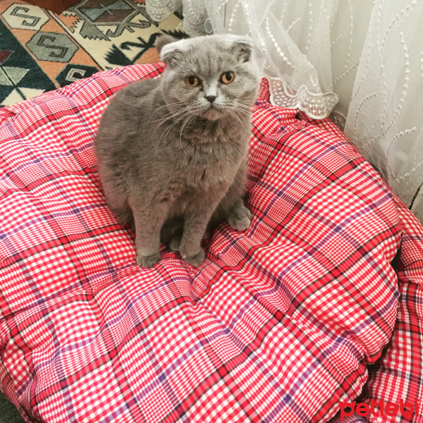 Scottish Fold, Kedi  Darwin fotoğrafı