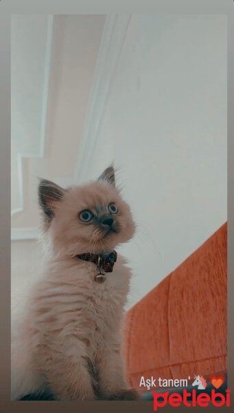 British Longhair, Kedi  Gofret fotoğrafı