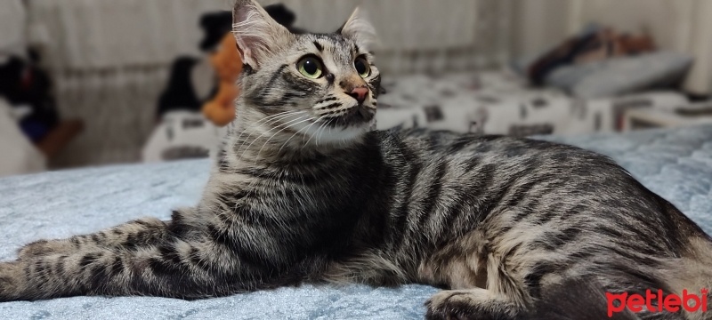 Norwegian Forest, Kedi  Muffin fotoğrafı