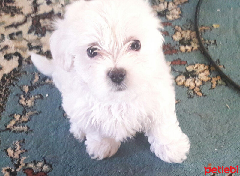 Maltese, Köpek  Köpük - köpüş fotoğrafı