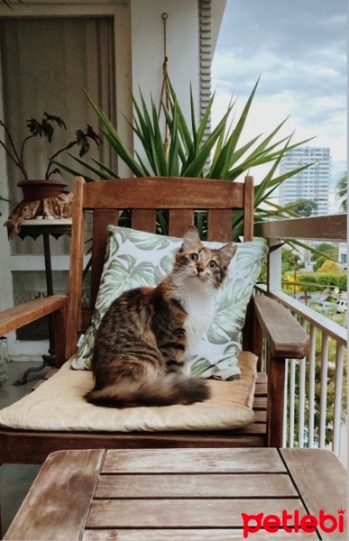 Norwegian Forest, Kedi  Bıdık fotoğrafı