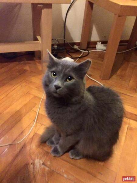 Nebelung, Kedi  Mistik  fotoğrafı