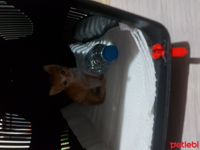 Sarman, Kedi  Adı paşa fotoğrafı