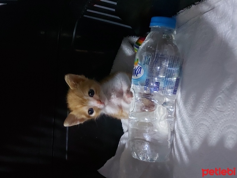 Sarman, Kedi  Adı paşa fotoğrafı
