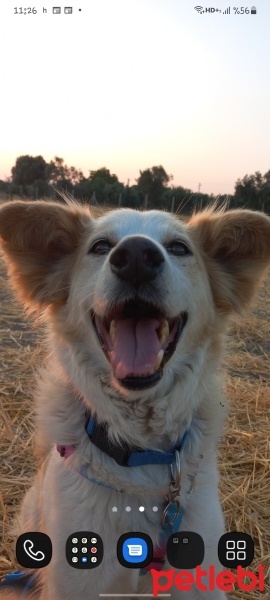Border Collie, Köpek  Efe fotoğrafı