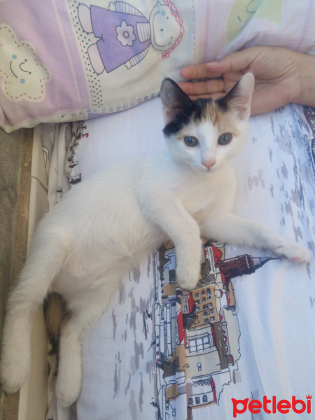 Tekir Kedi, Kedi  Şila fotoğrafı