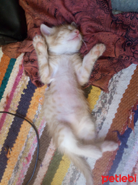 Tekir Kedi, Kedi  Şila fotoğrafı