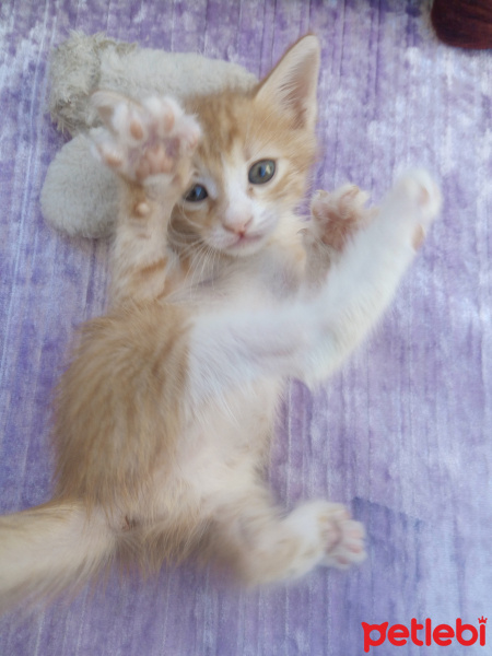 Tekir Kedi, Kedi  Şila fotoğrafı