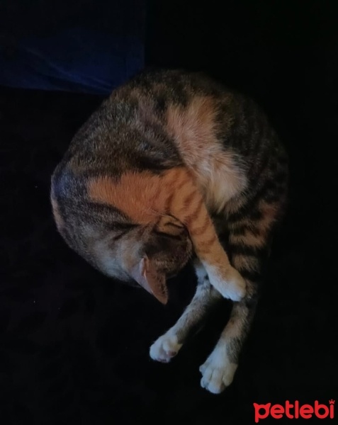 Tekir Kedi, Kedi  fıstık mia fotoğrafı