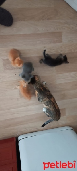 Tekir Kedi, Kedi  fıstık mia fotoğrafı