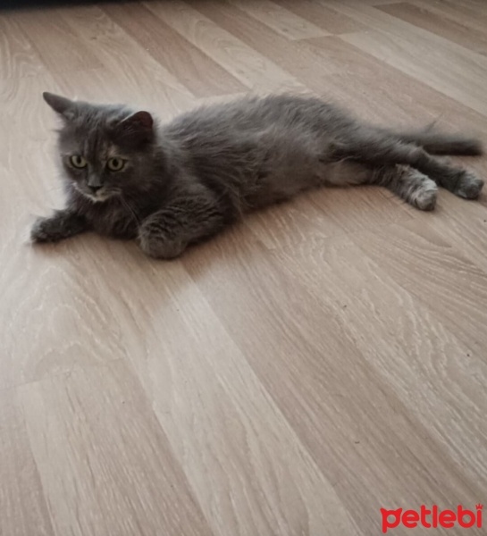 British Longhair, Kedi  paspas doja fotoğrafı