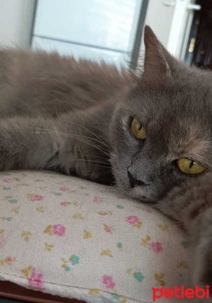 British Longhair, Kedi  paspas doja fotoğrafı