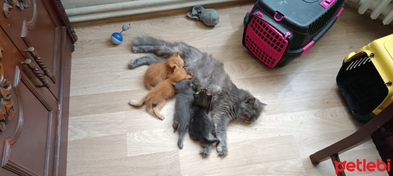 British Longhair, Kedi  paspas doja fotoğrafı