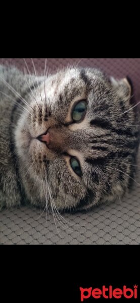 Scottish Fold, Kedi  Paris fotoğrafı