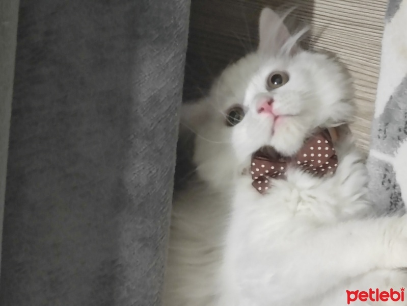 British Longhair, Kedi  Köpük fotoğrafı