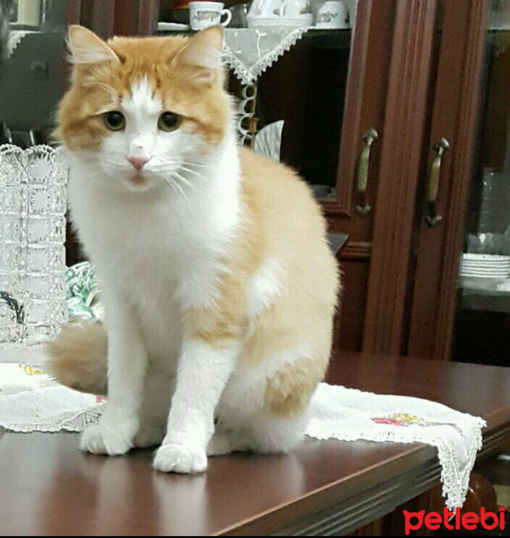 Tekir Kedi, Kedi  Thor fotoğrafı