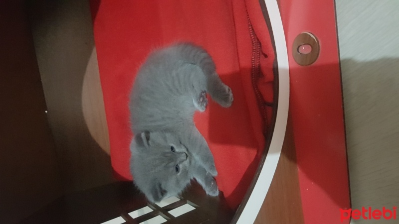 British Shorthair, Kedi  Mia fotoğrafı