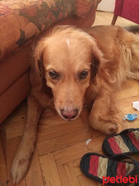 Golden Retriever, Köpek  Roze fotoğrafı