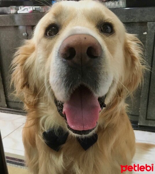 Golden Retriever, Köpek  Robin fotoğrafı