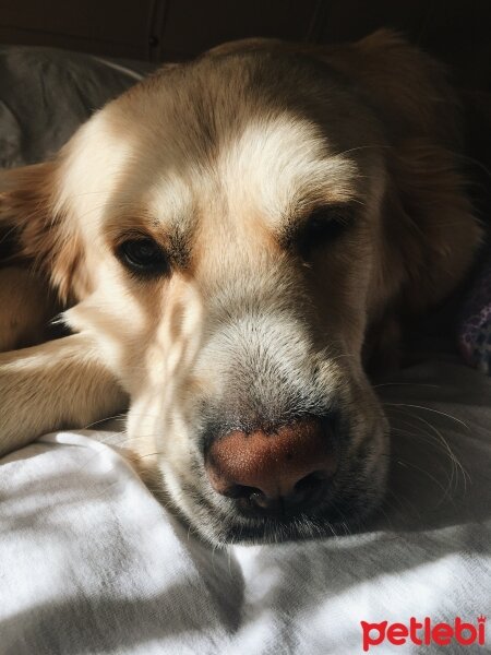 Golden Retriever, Köpek  Robin fotoğrafı