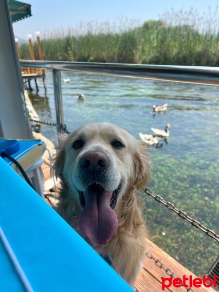 Golden Retriever, Köpek  Robin fotoğrafı