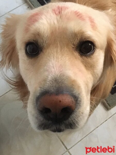 Golden Retriever, Köpek  Robin fotoğrafı