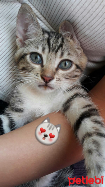 Tekir Kedi, Kedi  Leo fotoğrafı