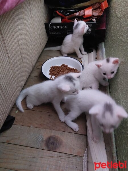 Ankara Kedisi, Kedi  Yok fotoğrafı